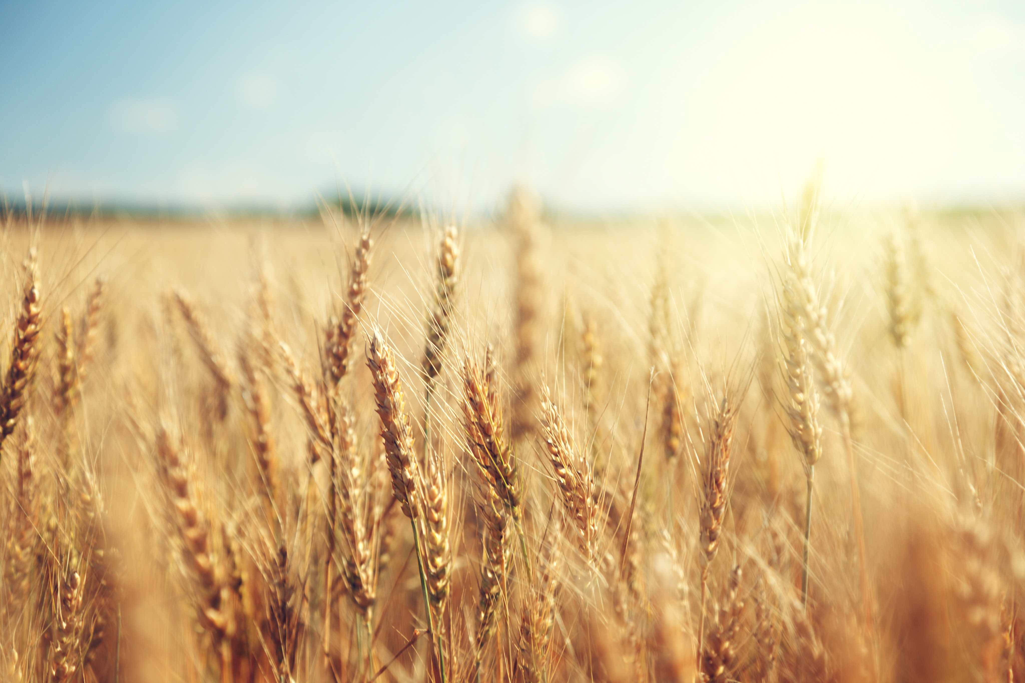 harvest.jpg